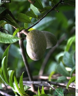 牛心果怎么吃？牛心果的功效和作用