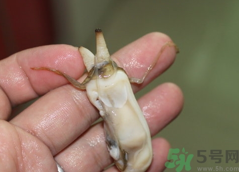 蟶子肚子里黑的能吃嗎？蟶子肚子里黑的是什么？