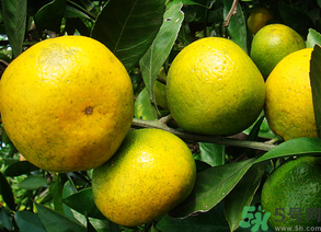 桔子怎么保鮮？桔子可以放冰箱保鮮嗎？