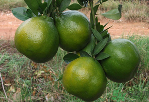 桔子怎么保存？青桔子怎么保存？