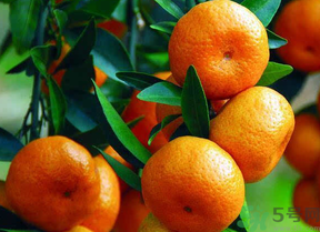 桔子怎么保存？青桔子怎么保存？