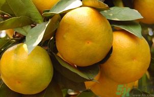 桔子怎么保存？青桔子怎么保存？