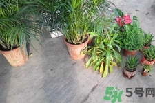 怎樣凈化室內(nèi)空氣？如何凈化家里的空氣？