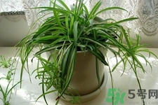 怎樣凈化室內(nèi)空氣？如何凈化家里的空氣？