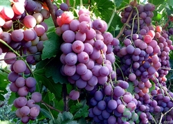 葡萄酒怎么做？葡萄酒什么時候喝最好？