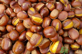 孕婦吃生板栗好還是熟的好？孕婦可以吃熟板栗嗎？