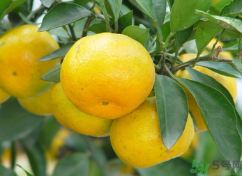 吃桔子有什么好處和壞處？桔子吃了有什么好處？