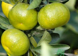 孕婦吃桔子好嗎？孕婦吃桔子有什么好處？