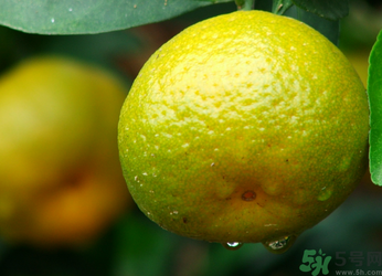 青桔子可以吃嗎？吃青桔子有好處嗎？