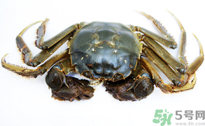 河蟹可以冷凍嗎？活河蟹可以冷凍保存嗎？