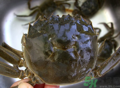 河蟹可以冷凍嗎？活河蟹可以冷凍保存嗎？