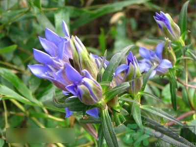 龍膽草可以泡水喝嗎?龍膽草泡水喝的功效 龍膽草可以泡水喝嗎?龍膽草泡水喝的功效