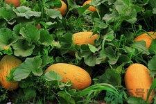 便秘可以吃哈密瓜嗎？哈密瓜可以治療便秘嗎？