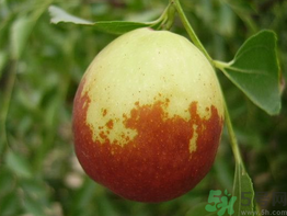 新鮮棗子怎么保存？新鮮棗子能放冰箱嗎？