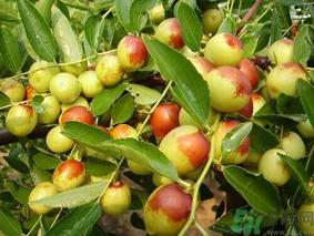 新鮮棗子怎么保存？新鮮棗子能放冰箱嗎？