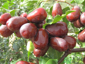 孕婦可以吃新鮮的棗子嗎？孕婦吃新鮮的棗子好嗎？