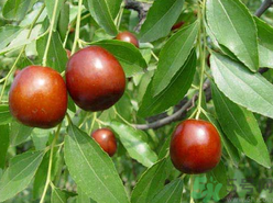 吃新鮮棗子上火嗎？鮮棗吃多了會上火嗎？