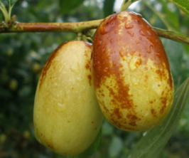 吃鮮棗補血嗎？吃什么棗補血最好？