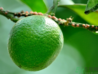 青桔子糖分高嗎？青桔子的熱量