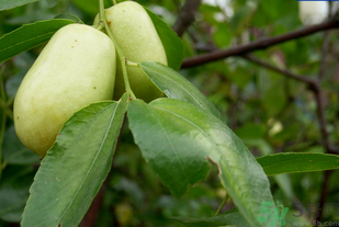 青棗子怎么保存？青棗子怎么保存時(shí)間長(zhǎng)？