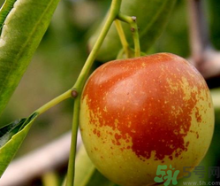 晚上吃冬棗會(huì)胖嗎？晚上吃冬棗好嗎？