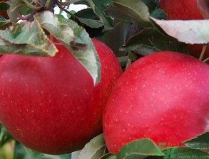 紅肉蘋果多少錢一斤？紅肉蘋果的功效作用