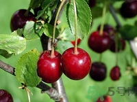 玫瑰糠疹可以吃櫻桃嗎?玫瑰糠疹吃櫻桃好嗎 玫瑰糠疹可以吃櫻桃嗎?玫瑰糠疹吃櫻桃好嗎