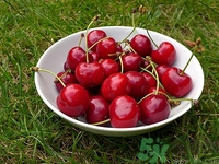 櫻桃會打蠟嗎?櫻桃為什么那么紅 櫻桃會打蠟嗎?櫻桃為什么那么紅