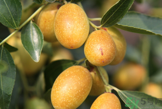 孕婦能吃青棗子嗎？青棗子孕婦能吃嗎？