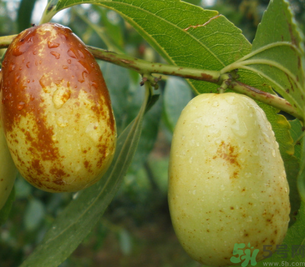 孕婦能吃青棗子嗎？青棗子孕婦能吃嗎？