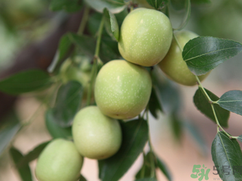 孕婦能吃青棗子嗎？青棗子孕婦能吃嗎？