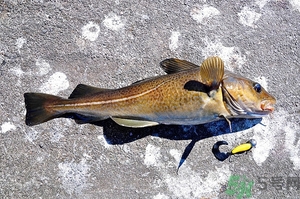 銀鱈魚和鱈魚哪個好?銀鱈魚和鱈魚的區(qū)別