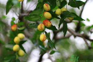 青棗子吃多了會怎么樣？青棗子吃多了有什么壞處？