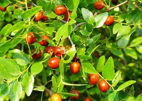 青棗子吃多了會怎么樣？青棗子吃多了有什么壞處？