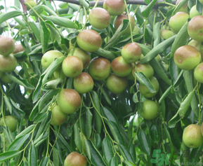 青棗子吃多了會怎么樣？青棗子吃多了有什么壞處？