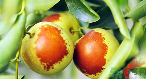 吃冬棗會(huì)上火嗎？冬棗吃多了有什么壞處？