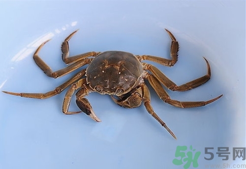 剛死的青蟹能吃嗎?活青蟹怎么保存不容易死 剛死的青蟹能吃嗎?活青蟹怎么保存不容易死