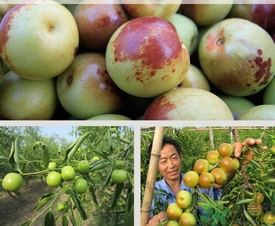 冬棗什么時(shí)候上市？冬棗是什么季節(jié)的？