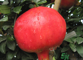 軟籽石榴是轉(zhuǎn)基因嗎？突尼斯軟籽石榴是轉(zhuǎn)基因嗎？