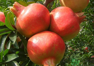 軟籽石榴是轉(zhuǎn)基因嗎？突尼斯軟籽石榴是轉(zhuǎn)基因嗎？