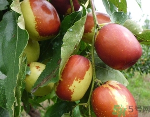 冬棗是轉(zhuǎn)基因食品嗎？冬棗是哪里的特產(chǎn)？