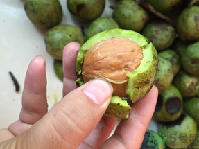 新鮮核桃上火嗎？吃新鮮核桃會(huì)上火嗎？