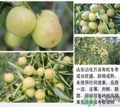 冬棗是青棗嗎？冬棗和青棗的區(qū)別