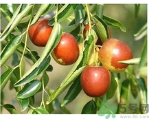 冬棗可以補(bǔ)血嗎？冬棗怎么吃補(bǔ)血效果好？