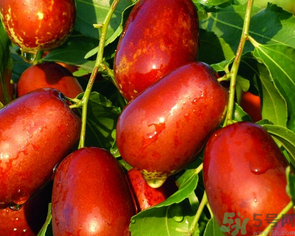 鮮棗吃多了會(huì)拉肚子嗎？吃鮮棗拉肚子怎么回事？