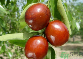 鮮棗吃多了會(huì)拉肚子嗎？吃鮮棗拉肚子怎么回事？