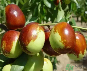 鮮棗吃多了會(huì)拉肚子嗎？吃鮮棗拉肚子怎么回事？