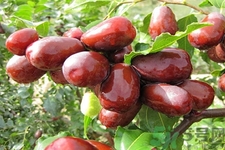 正宗和田玉棗如何鑒別？和田玉棗的鑒別方法是什么？