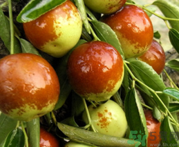 鮮棗的熱量是多少？鮮棗每天吃多少？