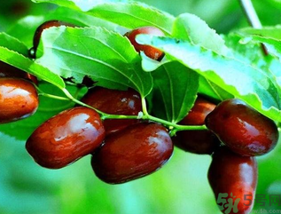 鮮棗孕婦能吃嗎？孕婦可以吃鮮棗嗎？